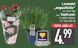 Lavendel 'angustifolia' im EDEKA Prospekt Lavendel 'angustifolia' von EDEKA Herzstücke im aktuellen EDEKA Prospekt für 4,99 €