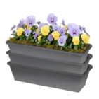 Stiefmütterchen oder Hornveilchen Angebote bei Thomas Philipps Pinneberg für 0,69 €