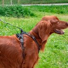 Kits clip & go expert pour chien - ZOLUX - Truffaut Kits clip & go expert pour chien - ZOLUX à 55,99 € dans le catalogue Truffaut