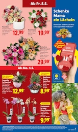 Chrysantheme im Lidl Prospekt LIDL LOHNT SICH auf S. 15