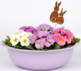 Primel bei Thomas Philipps im Bad Honnef Prospekt für 1,49 €