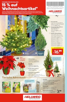 Zimmerpflanzen im aktuellen Hellweg Prospekt (Essen) Zimmerpflanzen im Hellweg Prospekt "Die Profi-Baumärkte" mit 20 Seiten (Essen)