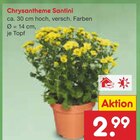 Aktuelle Blumen Angebote bei Netto Marken-Discount in Bottrop Aktuelles Chrysantheme Santini Angebot bei Netto Marken-Discount in Bottrop ab 2,99 €