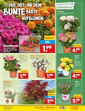Aktueller Netto Marken-Discount Prospekt mit Balkonpflanzen, "Aktuelle Angebote", Seite 9