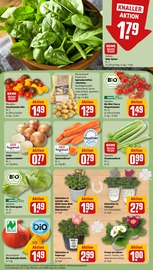 Ähnliche Angebote wie Obstbaum im Prospekt "Dein Markt" auf Seite 7 von REWE in Memmingen