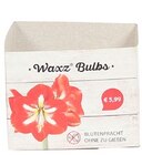 Gewachste Amarylliszwiebel im Angebot bei Penny in Pirmasens Gewachste Amarylliszwiebel Angebote bei Penny Pirmasens für 5,99 €