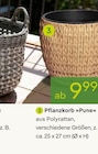 Pflanzen Kölle Teltow - Pflanzkorb Binh Angebot im Prospekt Pflanzkorb Binh bei Pflanzen Kölle im Teltow Prospekt für 9,99 €