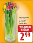 Herbsttulpen im aktuellen E center Prospekt