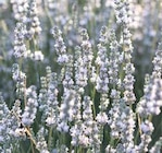 Weißer Lavendel im Pflanzen Kölle Prospekt Weißer Lavendel von im aktuellen Pflanzen Kölle Prospekt für 4,44 €