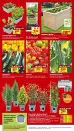 Zucchini im toom Baumarkt Prospekt "Respekt, wer's selber macht." auf Seite 4