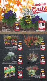 Blumen im EDEKA Prospekt in Görlitz Aktueller EDEKA Prospekt mit Blumen, "Wir lieben Lebensmittel!", Seite 4