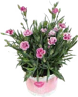 Duft-Nelken Pink Kisses bei Globus-Baumarkt im Prospekt "" für 1,99 €
