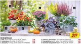 Hebe Angebote bei toom Baumarkt Hof für 2,99 €