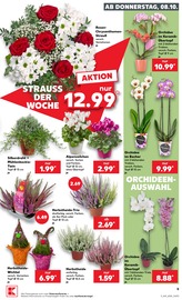 Ähnliche Obstbaum Angebote im Prospekt "Hier bin ich richtig" von Kaufland in Seevetal Ähnliche Angebote wie Obstbaum im Prospekt "Hier bin ich richtig" auf Seite 9 von Kaufland in Seevetal