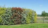 Jardiland Charmeil - Promo Arbustes persistants ECLOZ Promo Arbustes persistants ECLOZ à 14,99 € dans le catalogue Jardiland à Charmeil