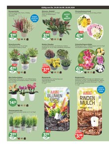 Blumenerde im aktuellen V-Markt Prospekt (Augsburg) Blumenerde im V-Markt Prospekt "V-Markt einfach besser einkaufen" mit 21 Seiten (Augsburg)