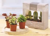 Trio cactus ou succulentes - Super U à Montpellier Trio cactus ou succulentes en promo chez Super U Montpellier à 4,99 €
