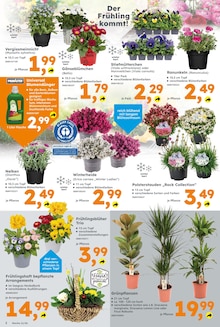 Blumen im Globus-Baumarkt Prospekt "Immer eine Idee besser" mit 16 Seiten (Magdeburg)