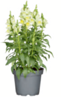 Löwenmäulchen 13-cm-Topf im toom Baumarkt Prospekt Löwenmäulchen 13-cm-Topf im aktuellen toom Baumarkt Prospekt für 2,99 €