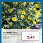 HUSARENKNOPF im Angebot bei PROFI Wesch in Eisenach HUSARENKNOPF Angebote bei PROFI Wesch Eisenach für 2,49 €