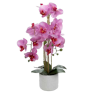 Aktuelles Naturgetreue Orchidee Angebot bei ALDI SÜD in Mannheim ab 14,99 €