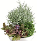 Herbstlieblinge im Angebot bei Wreesmann in Cuxhaven Herbstlieblinge Angebote bei Wreesmann Cuxhaven für 6,49 €