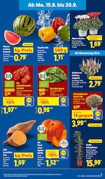 Wassermelone Angebot im aktuellen Lidl Prospekt auf Seite 3