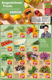 Ähnliche Blumenzwiebeln Angebote im Prospekt "Dein Markt" von REWE in Weinheim Ähnliche Angebote wie Blumenzwiebeln im Prospekt "Dein Markt" auf Seite 7 von REWE in Weinheim