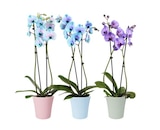 Orchidée teintée en promo chez Carrefour Orchidée teintée dans le catalogue Carrefour