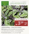 Salbeivielfalt Angebote von Kölle Bio bei Pflanzen Kölle Potsdam für 3,59 €