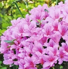 Azaleen Angebote bei Wreesmann Dresden für 4,99 €