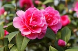Promo Camélia à floraison d'automne à 22,99 € dans le catalogue Gamm vert à Les Ponts-de-Cé