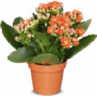 Kalanchoe im Angebot bei Netto Marken-Discount in Ludwigshafen Kalanchoe Angebote bei Netto Marken-Discount Ludwigshafen für 1,99 €