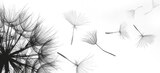 Wandbild Pusteblume im Angebot bei Möbelzentrum Pforzheim in Fellbach Wandbild Pusteblume Angebote von Monée bei Möbelzentrum Pforzheim Fellbach für 29,99 €