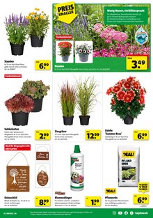 Zimmerpflanzen im Hagebaumarkt Prospekt "SCHNAPP DIR DEIN SUPERBUNDLE" mit 20 Seiten (Essen)