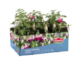 Aktuelles Fuchsien hängend oder stehend Angebot bei Lidl in Magdeburg ab 3,99 €