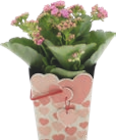 Kalanchoé - GARDENLINE en promo à 2,49 € chez Aldi Kalanchoé - GARDENLINE dans le catalogue Aldi