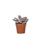 Botanic Le Pontet - Promo Plante grasse botanic – Pot 5.5 cm Promo Plante grasse botanic – Pot 5.5 cm à 1,99 € dans le catalogue Botanic à Le Pontet