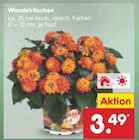 Wandelröschen im Angebot bei Netto Marken-Discount in Solingen Wandelröschen Angebote bei Netto Marken-Discount Solingen für 3,49 €