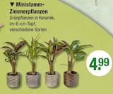 Ministamm-Zimmerpflanzen Angebote bei V-Markt Regensburg für 4,99 €