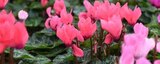 ZG Raiffeisen Schopfheim - Alpenveilchen für Haus und Garten Angebot im Prospekt Alpenveilchen für Haus und Garten bei ZG Raiffeisen im Schopfheim Prospekt für 2,79 €