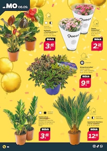Netto mit dem Scottie Prospekt der Woche "Günstig. Besser. Für Dich." Seite 2, 08.09.2025 bis 13.09.2025 für Belzig Aktueller Netto mit dem Scottie Prospekt "Günstig. Besser. Für Dich." Seite 2 von 44 Seiten für Belzig