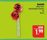 Amaryllis Angebote bei Marktkauf Görlitz für 1,99 €