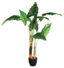 Bananier dans le catalogue Maxi Bazar