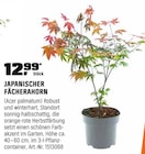 JAPANISCHER FÄCHERAHORN im OBI Prospekt JAPANISCHER FÄCHERAHORN von im aktuellen OBI Prospekt für 12,99 €