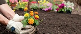 PROFI Wesch Mühlhausen - PLANTAHUM PREMIUM TORFFREI 50 L + 10 L Angebot im Prospekt PLANTAHUM PREMIUM TORFFREI 50 L + 10 L bei PROFI Wesch im Mühlhausen Prospekt für 14,49 €