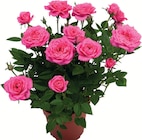 Rosier en pot rose - Lid - Lidl Rosier en pot rose - Lid à 1,49 € dans le catalogue Lidl