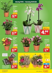 Ähnliche Bonsai Angebote im Prospekt "Aktuelle Angebote" von Netto Marken-Discount in Jena Ähnliche Angebote wie Bonsai im Prospekt "Aktuelle Angebote" auf Seite 11 von Netto Marken-Discount in Jena