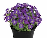 Blaukissen Aubrieta Angebote bei Dehner Garten-Center Bergkamen für 2,99 €