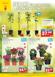 Blumen im Netto Marken-Discount Prospekt netto-online.de - Exklusive Angebote auf S. 8